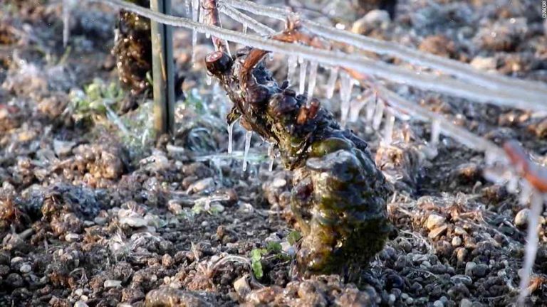French wine producers ‘running out of grapes’ amid drought